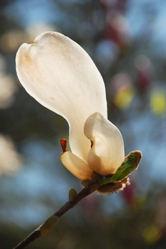 玉兰花开