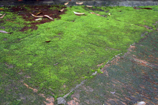 青石苔藓