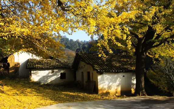 银杏树