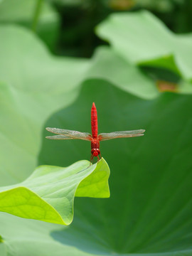 红蜻蜓和荷叶