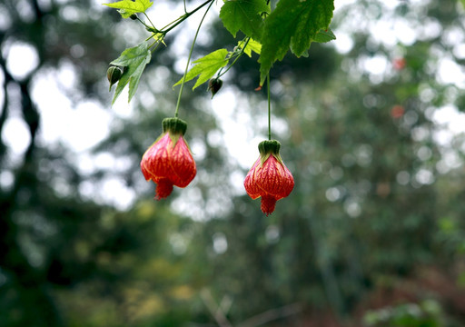 风铃花