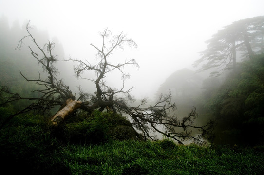 三清山的树