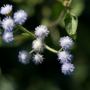 咸虾花