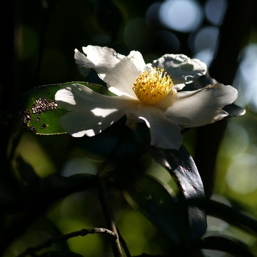 山茶花