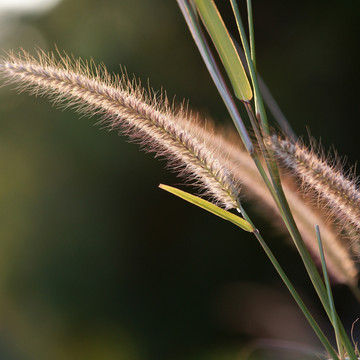 狗尾巴草