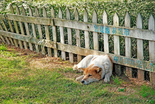 篱笆下午睡的田园犬