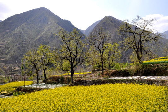 山村风景