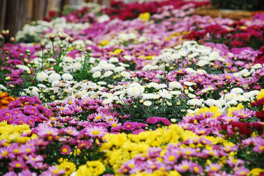 花之海洋 菊花