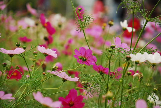 波斯菊