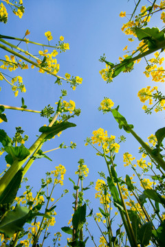 油菜花