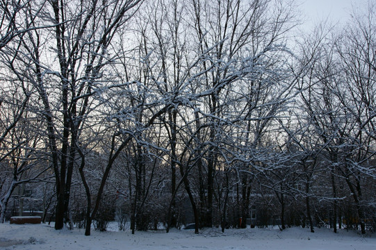 冰雪树挂