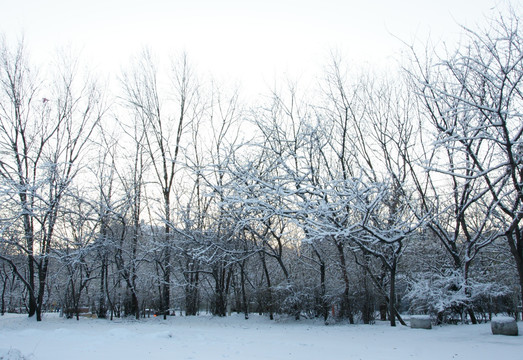 冰雪树挂