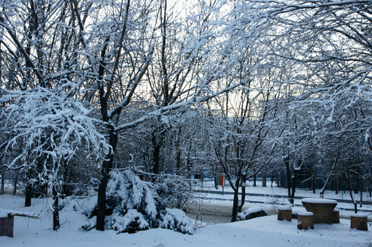 冰雪树挂