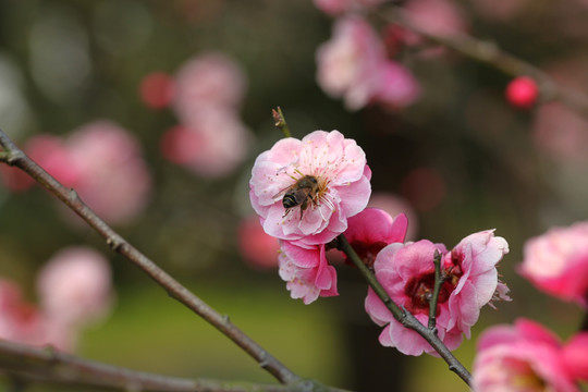 梅花