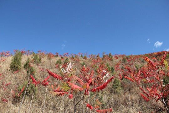 秋山