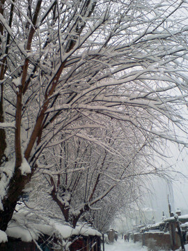 雪后绸厂小巷树枝挂雪