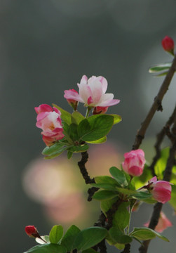 海棠花开