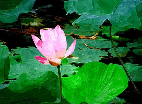 裝飾畫(huà)  荷花