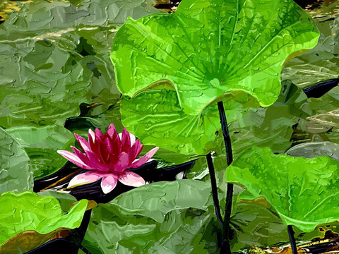 裝飾畫(huà)  荷花
