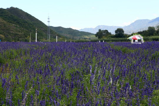 留香谷风景区