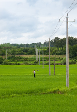 稻田