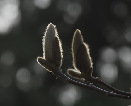 玉兰花开