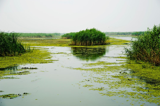 东平湖湿地