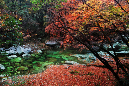 光雾山秋日溪流