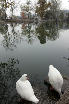 鸭子