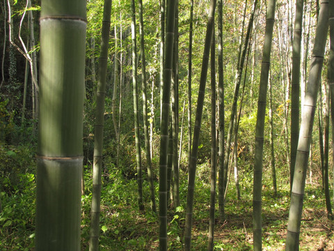 秋天竹林