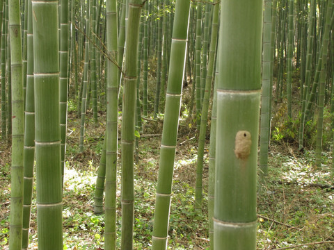 秋天竹林 虫子巢穴