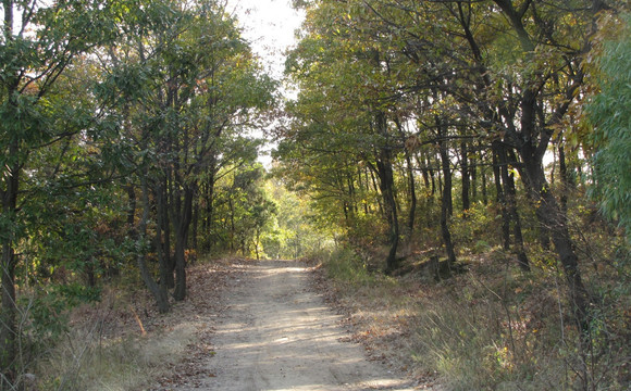 秋日林荫道 乡村公路