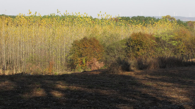 嘉山秋野