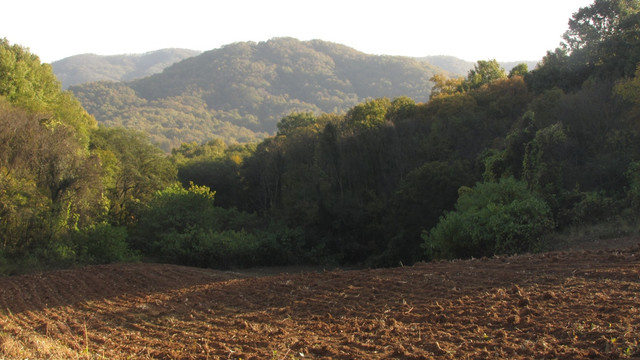 嘉山秋野