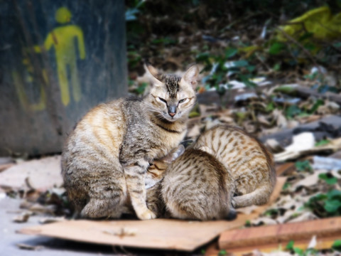 喂奶的猫