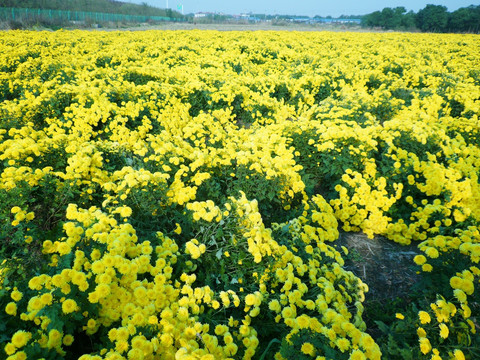 菊花