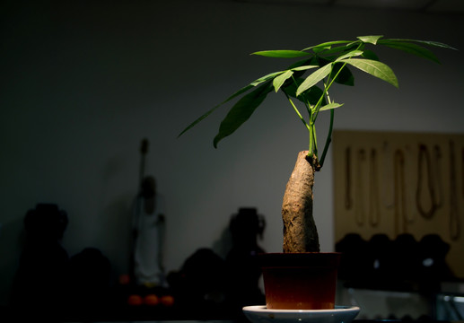 室内盆栽植物发财树