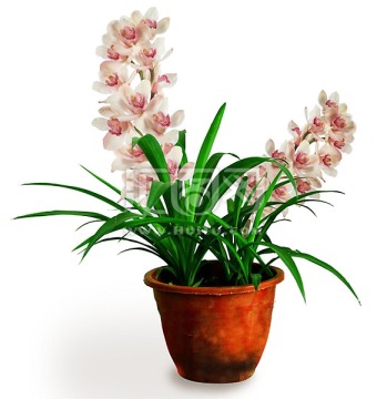 粉色蘭花