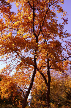 秋色枫树