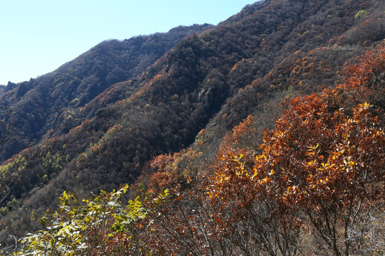 北京百花山