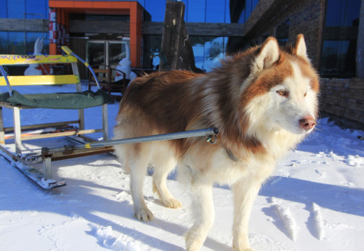 雪橇犬