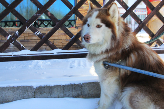 雪橇犬