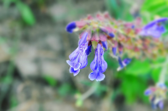 蓝紫色野花