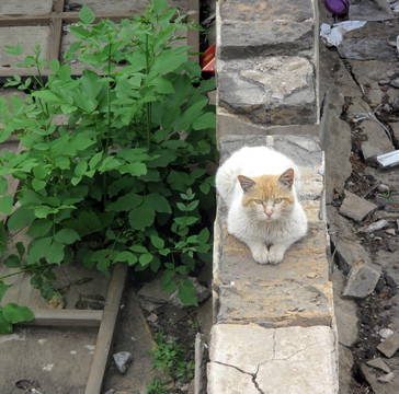 流浪猫