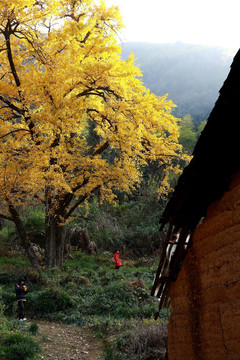 银杏树