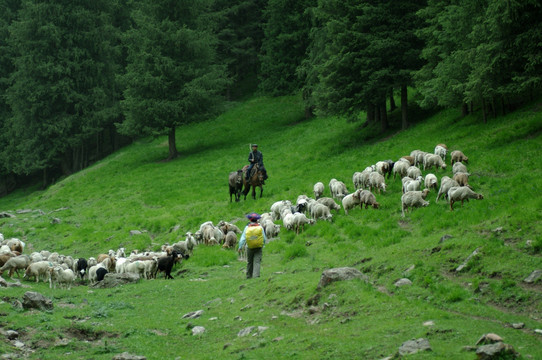 羊群与牧羊人