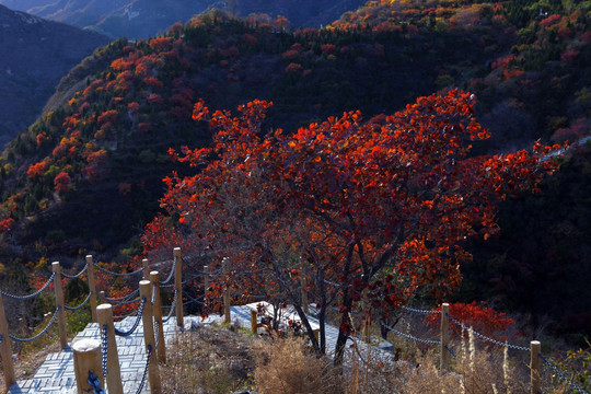 八达岭森林公园