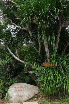 亚龙湾热带天堂森林公园