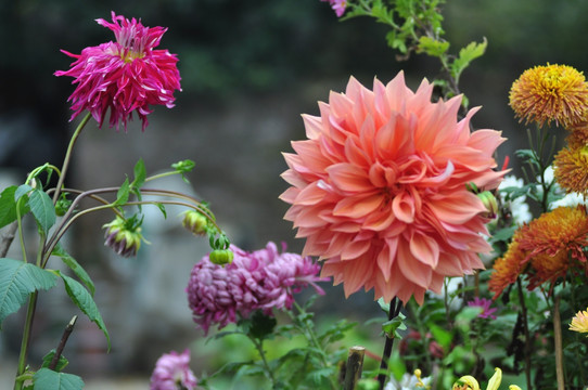 大丽花和菊花