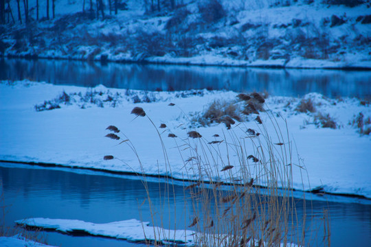冬湖草